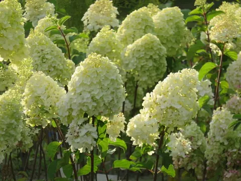 Dekorbuskar, Sainion Taimisto-Plantskola, Helsingby