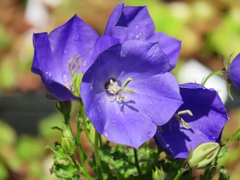 Fleråriga blommor, Sainion Taimisto-Plantskola, Helsingby